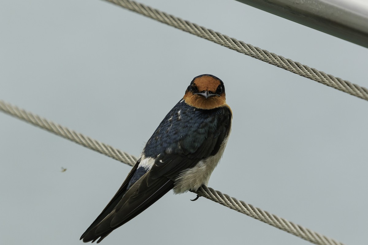 Pacific Swallow - ML610230403