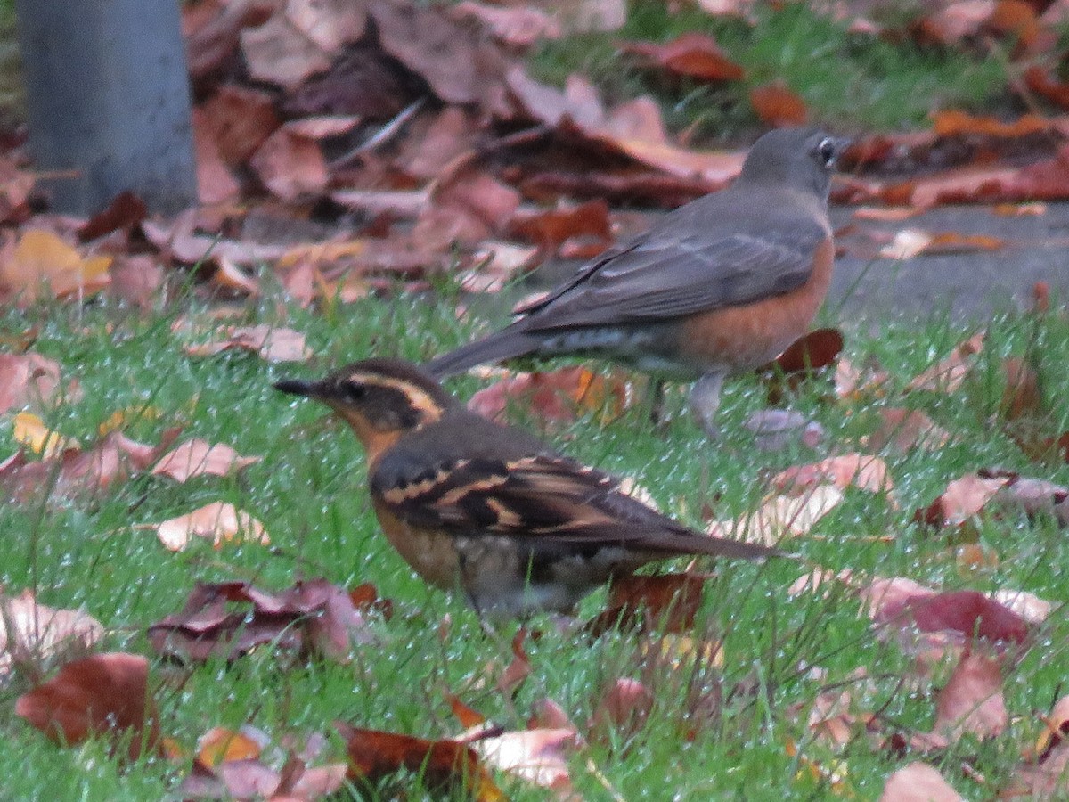 Varied Thrush - ML610230537