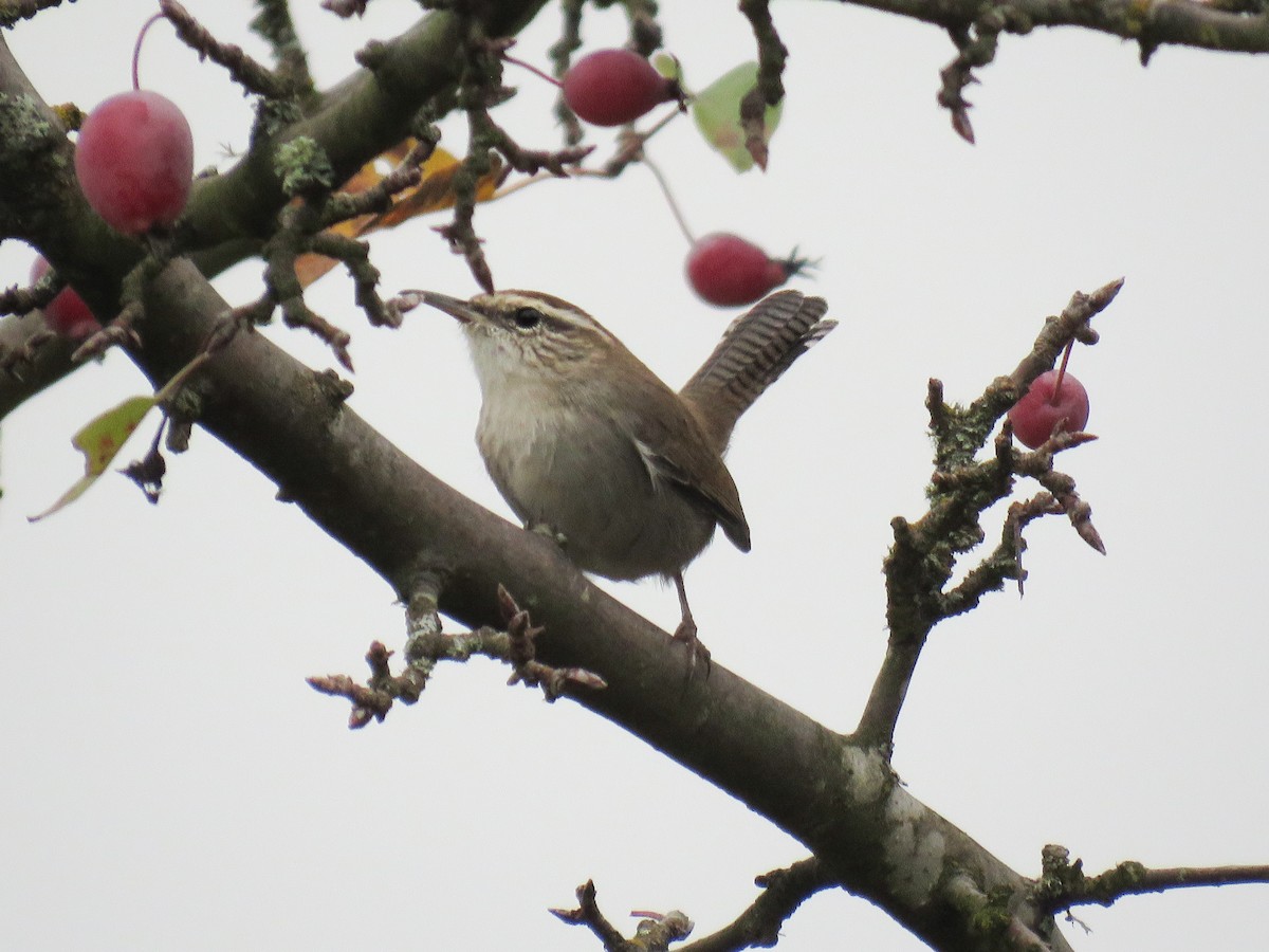 Bewick's Wren - ML610230555