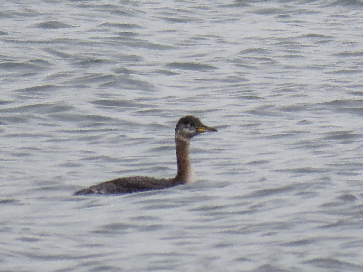 Red-necked Grebe - ML610230576