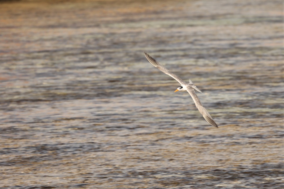 Lesser Crested Tern - ML610230582