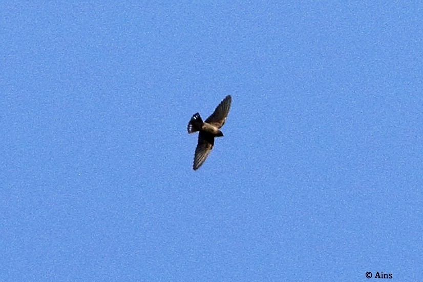 Eurasian Crag-Martin - ML610230811