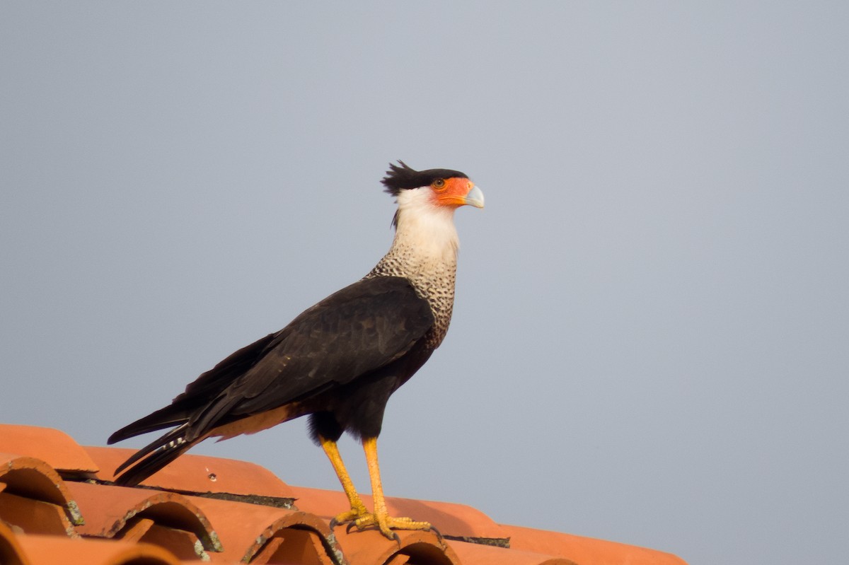 Crested Caracara - ML610230824