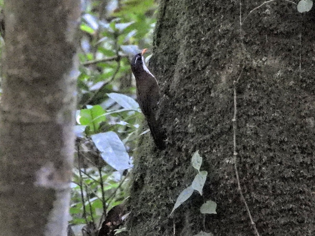 Javan Scimitar-Babbler - ML610230882