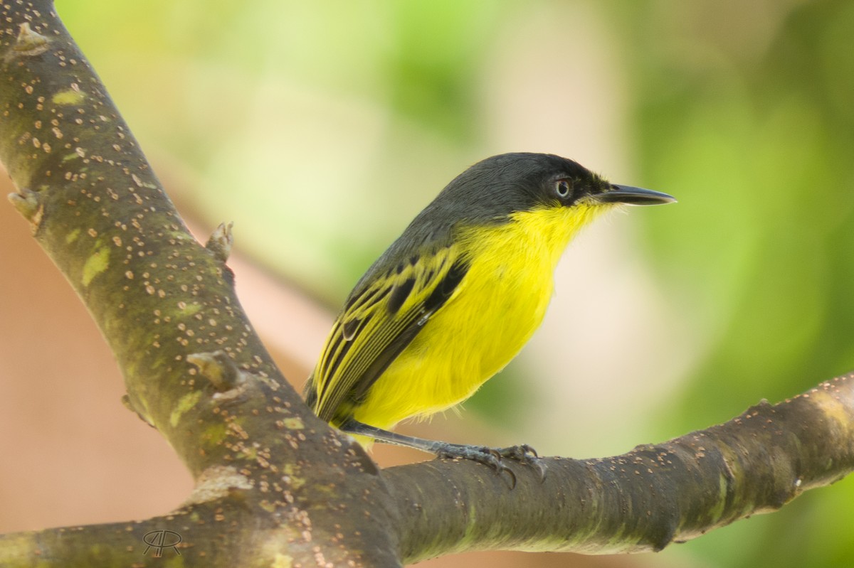 Common Tody-Flycatcher - ML610230890