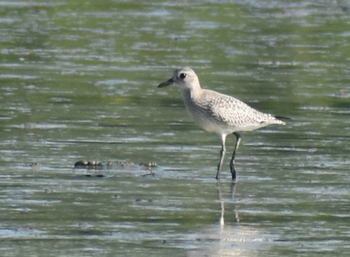 Black-bellied Plover - Alexander Coronado Torné