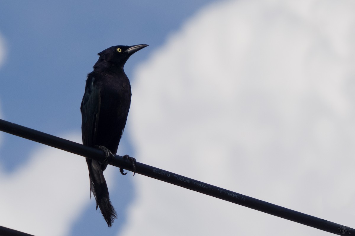 Carib Grackle - ML610230918
