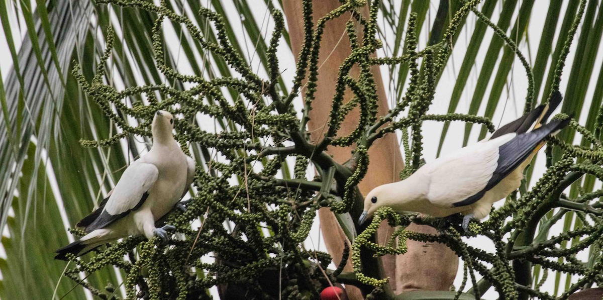 Pied Imperial-Pigeon - Thomas Job