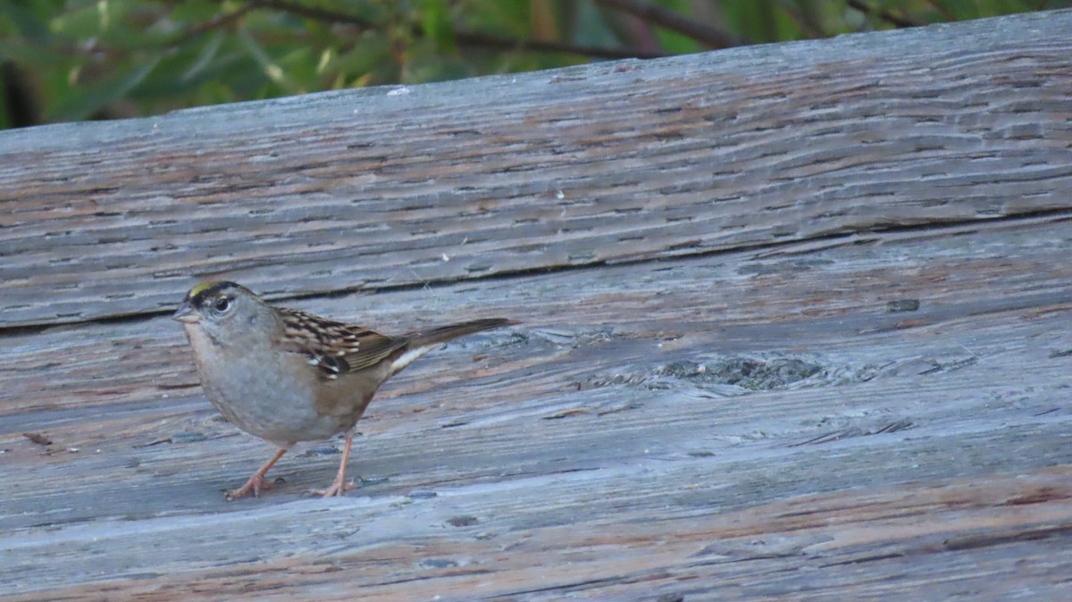 Golden-crowned Sparrow - ML610230978