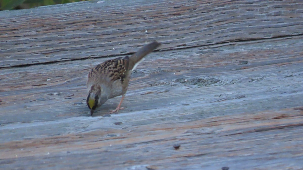 Golden-crowned Sparrow - ML610230980