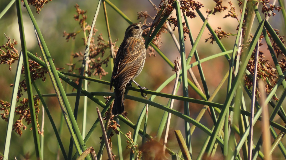 Red-winged Blackbird - ML610230987