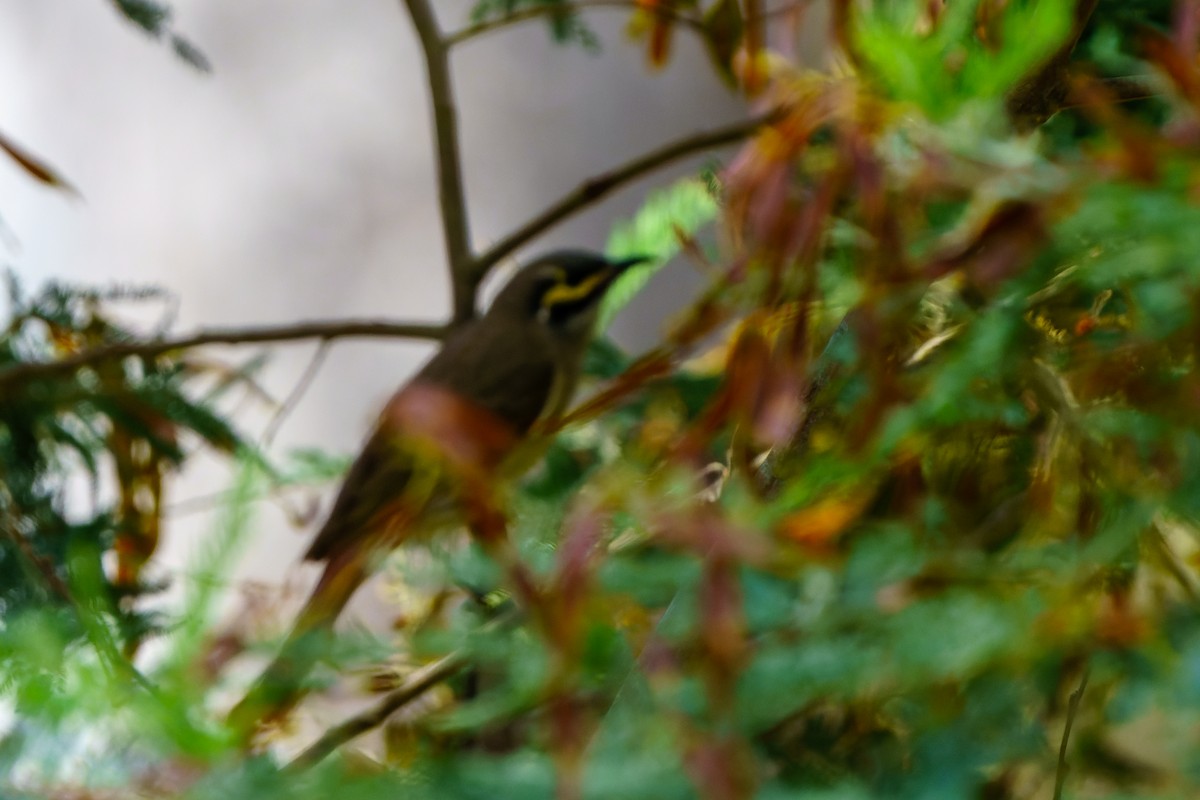 Yellow-faced Honeyeater - ML610231215