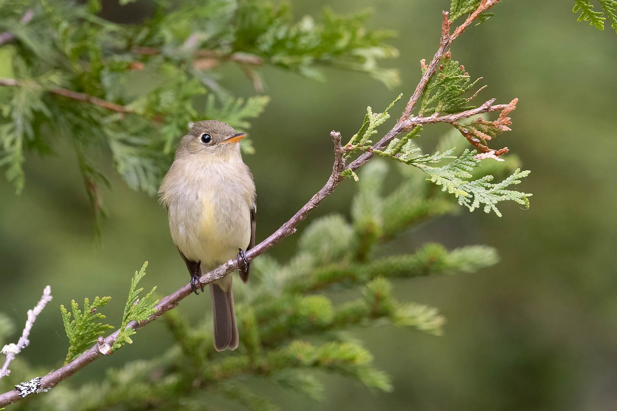 Yellow-bellied Flycatcher - ML610231311