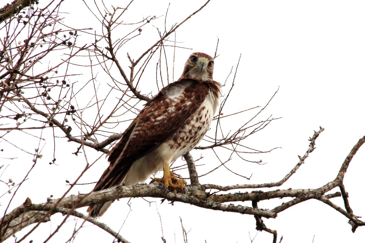 Red-tailed Hawk - ML610231319