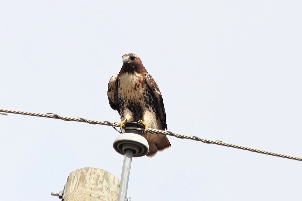 Red-tailed Hawk - ML610231321