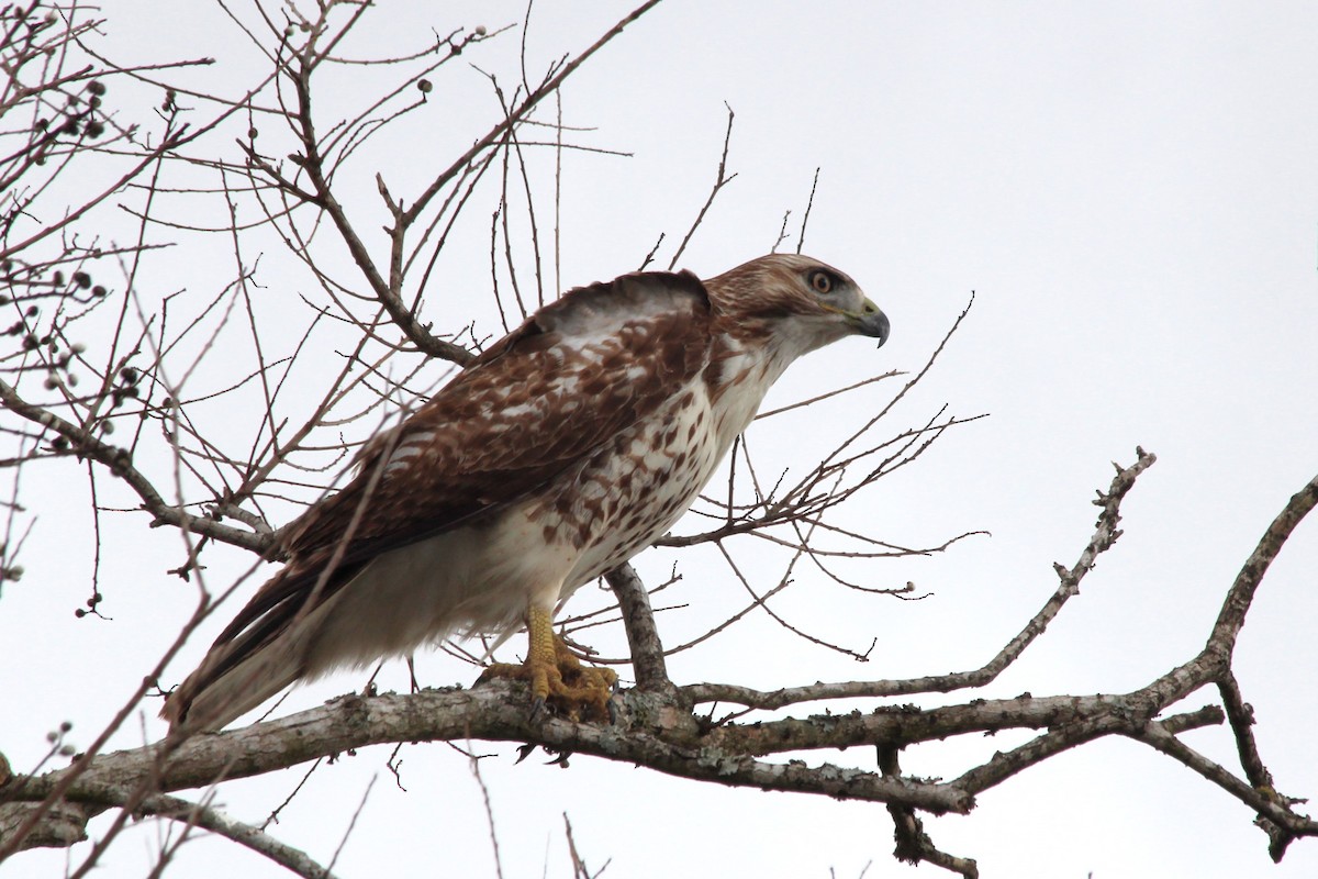 Red-tailed Hawk - ML610231322