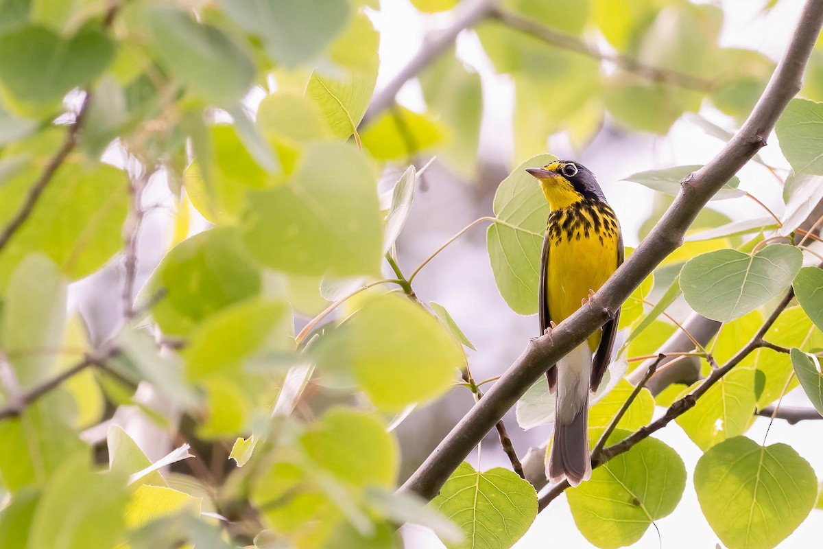 Canada Warbler - Scott Olmstead