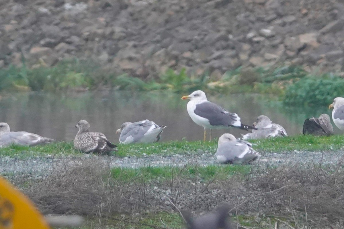 Lesser Black-backed Gull - Cliff Cordy