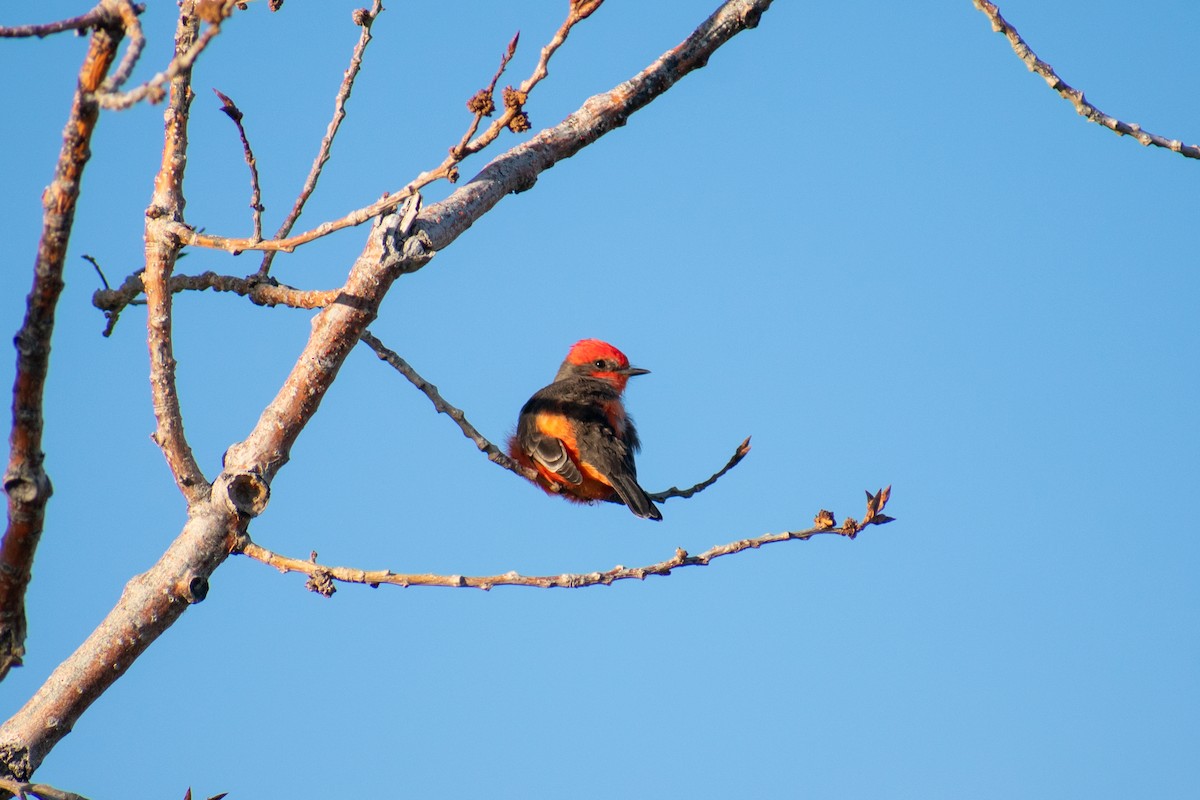 Vermilion Flycatcher - ML610231597