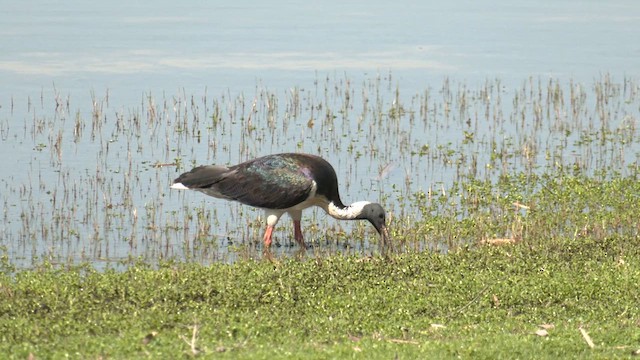 Straw-necked Ibis - ML610231642