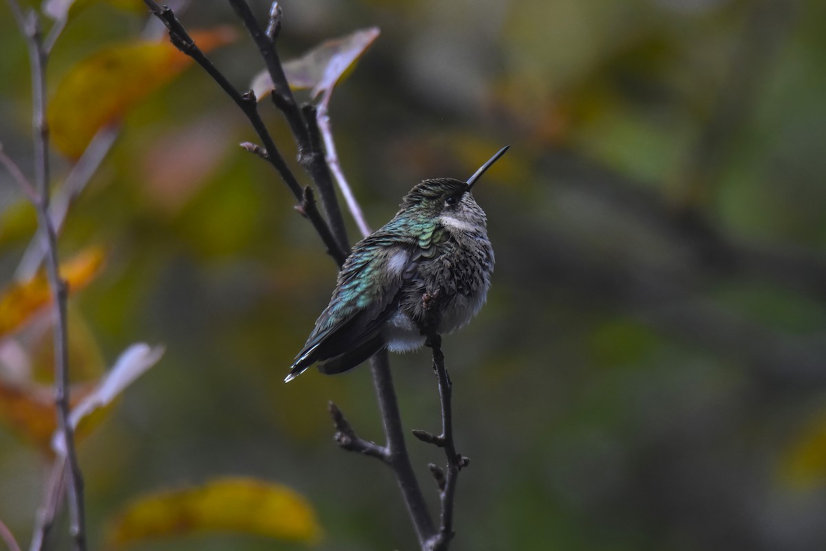 Ruby-throated Hummingbird - ML610231676