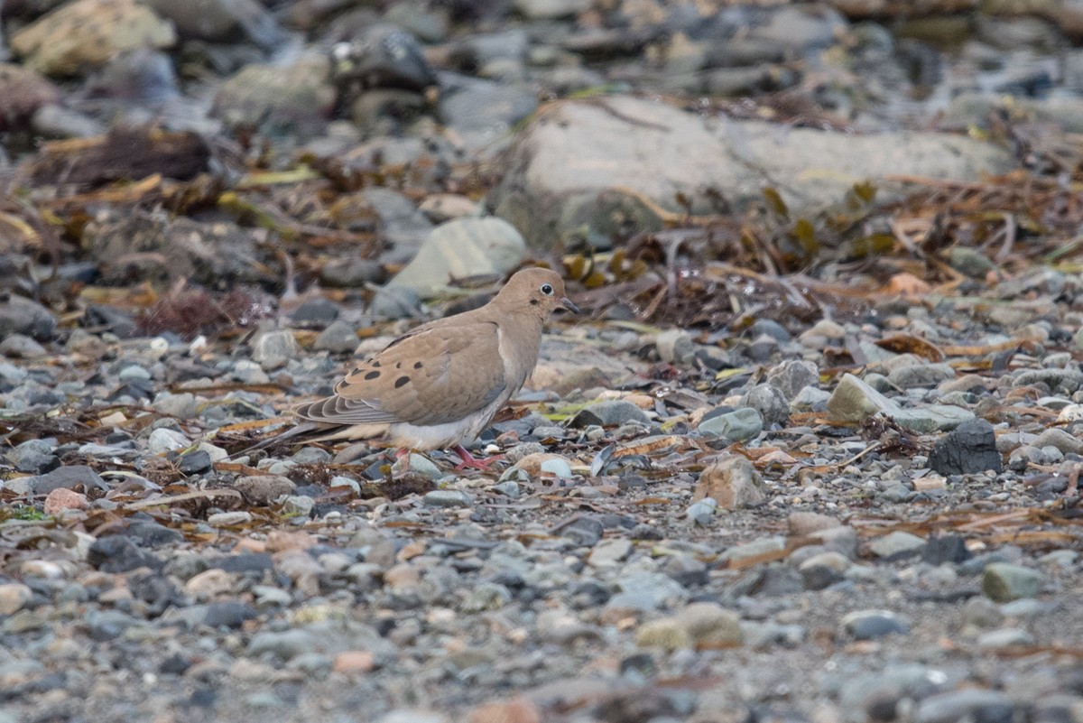 Mourning Dove - Aaron Lang