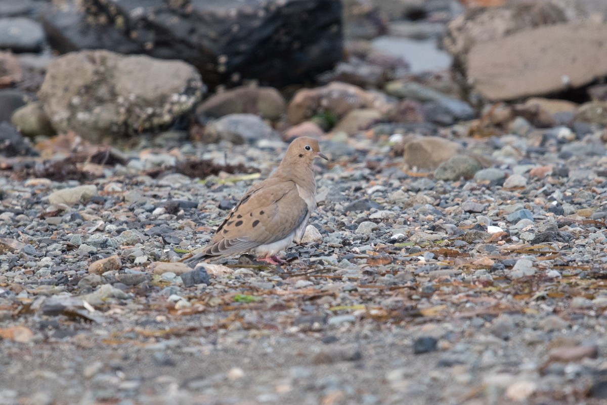 Mourning Dove - ML610231689