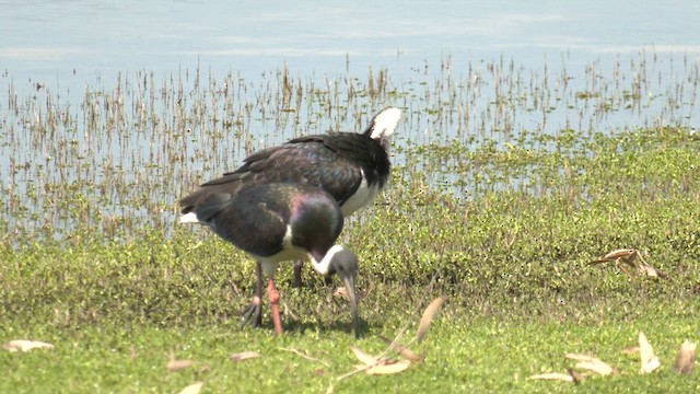 Straw-necked Ibis - ML610231697