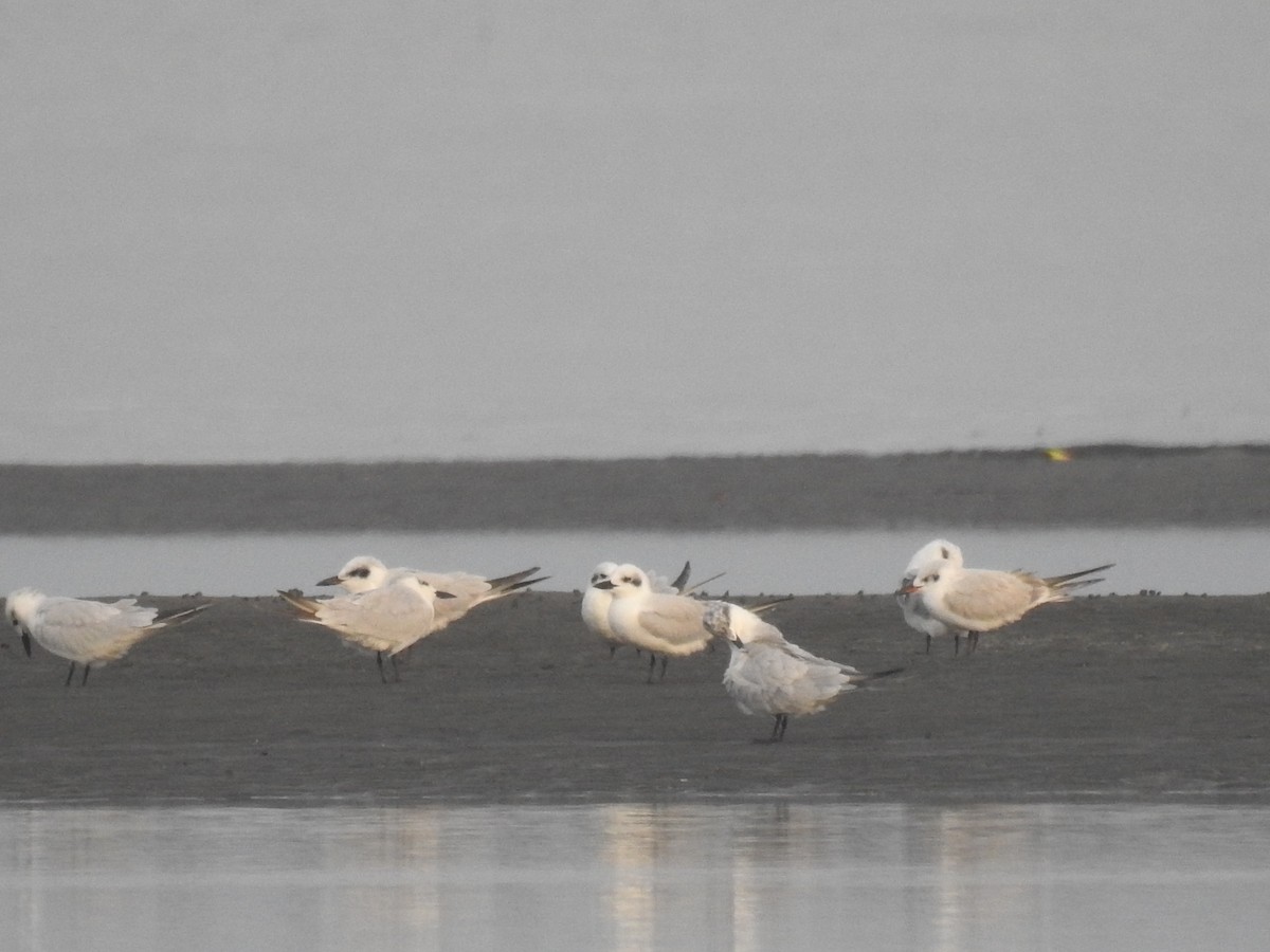 Gull-billed Tern - ML610231781