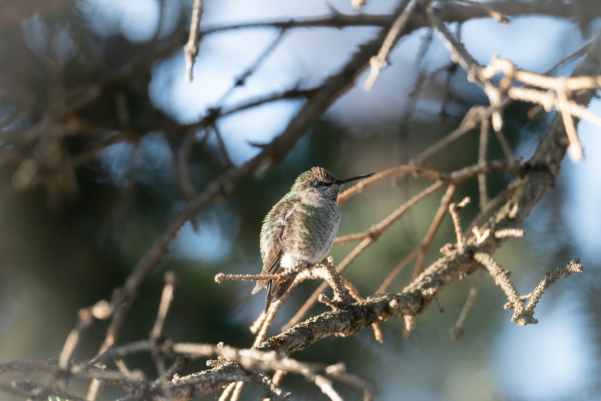 Anna's Hummingbird - ML610231807