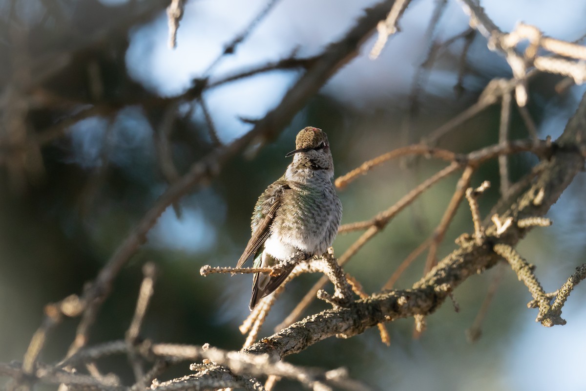 Colibrí de Anna - ML610231810