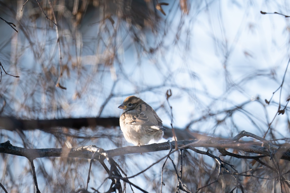 House Sparrow - ML610231814