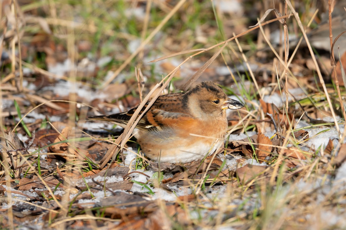 Brambling - ML610231829