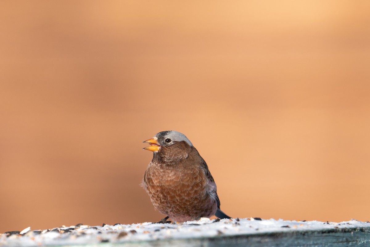 Gray-crowned Rosy-Finch - ML610231839