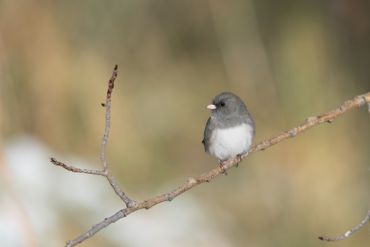 Junco Ojioscuro - ML610231843