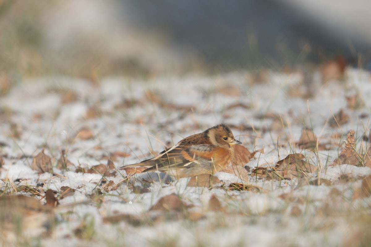 Brambling - ML610231868