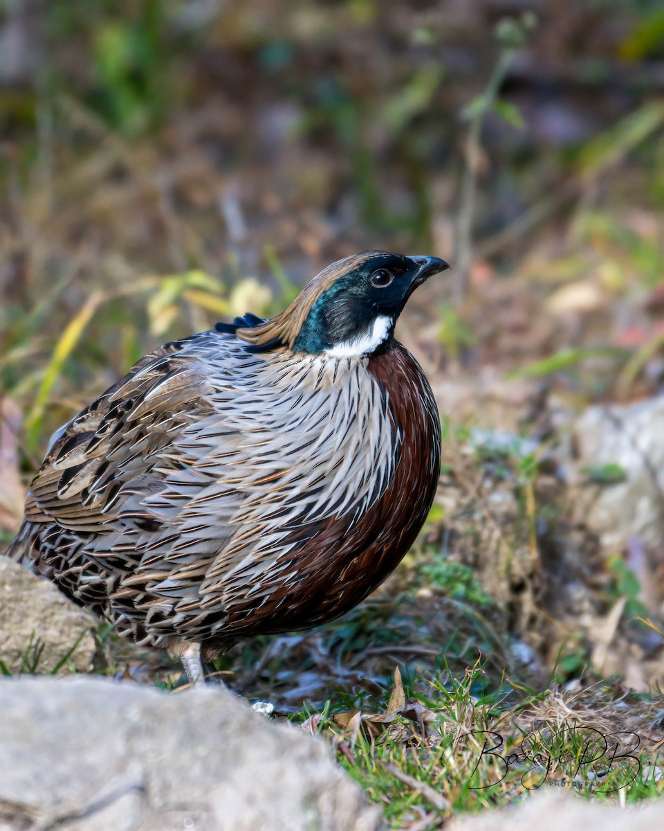 Koklass Pheasant - Balaji P B