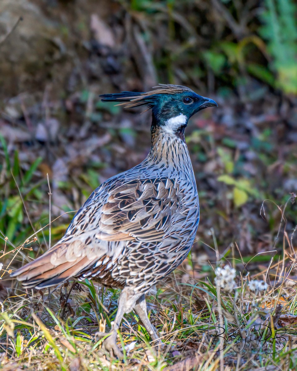 Koklass Pheasant - Balaji P B