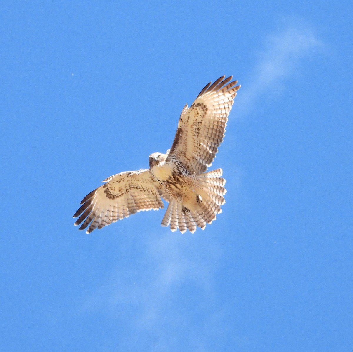 Red-tailed Hawk - ML610231937