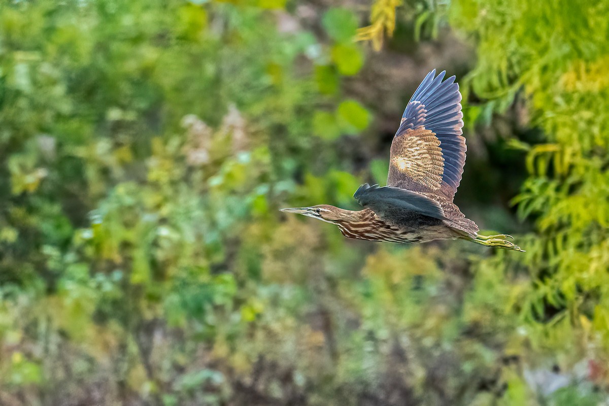 American Bittern - Eric Nally