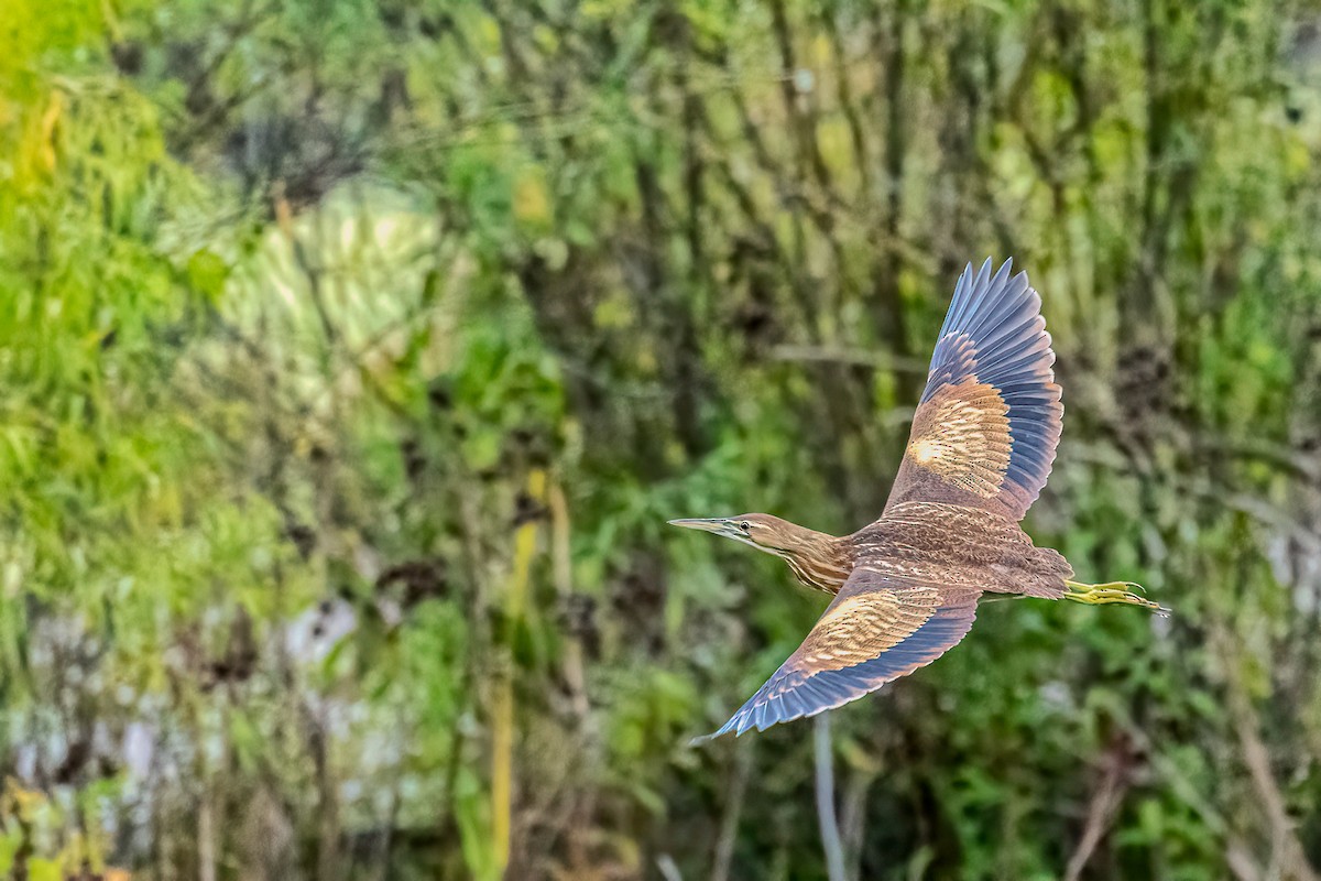 American Bittern - ML610231960