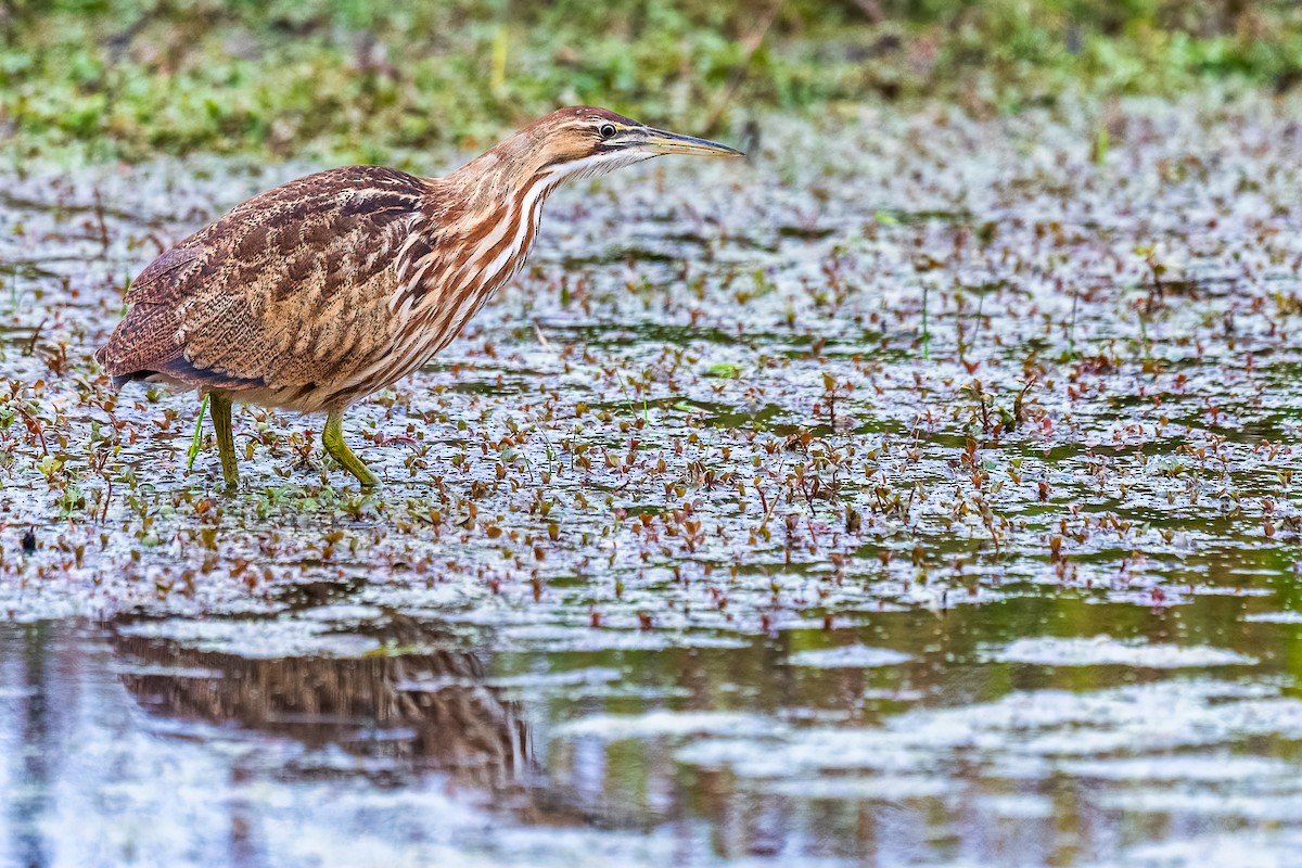 American Bittern - ML610231964