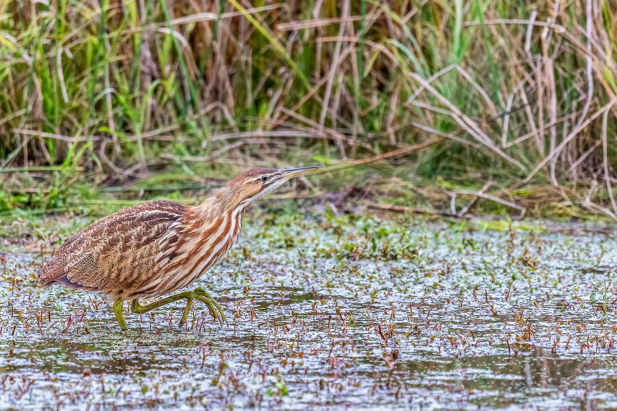 American Bittern - ML610231965