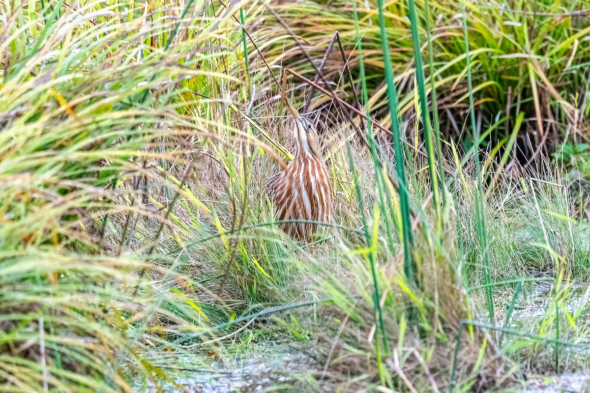 American Bittern - Eric Nally