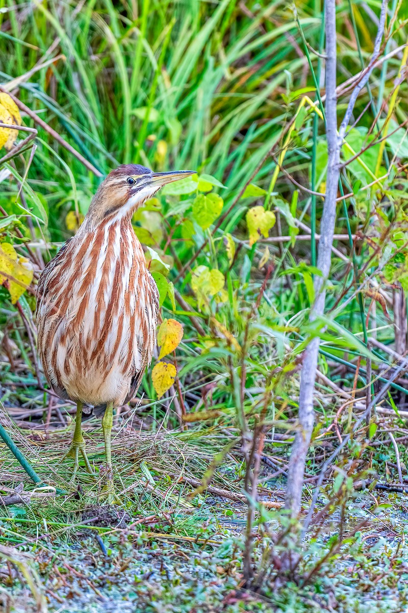 American Bittern - ML610231967