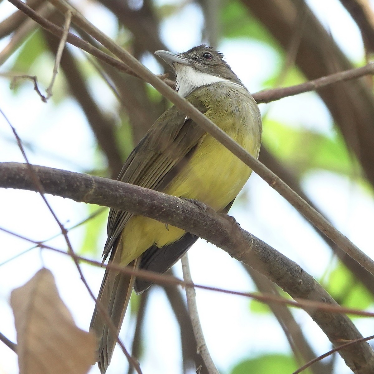 Brown-cheeked Bulbul - ML610232018
