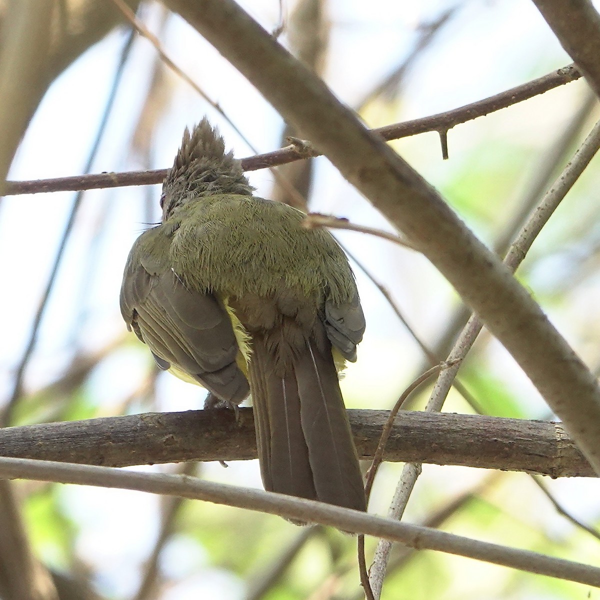 Brown-cheeked Bulbul - ML610232019