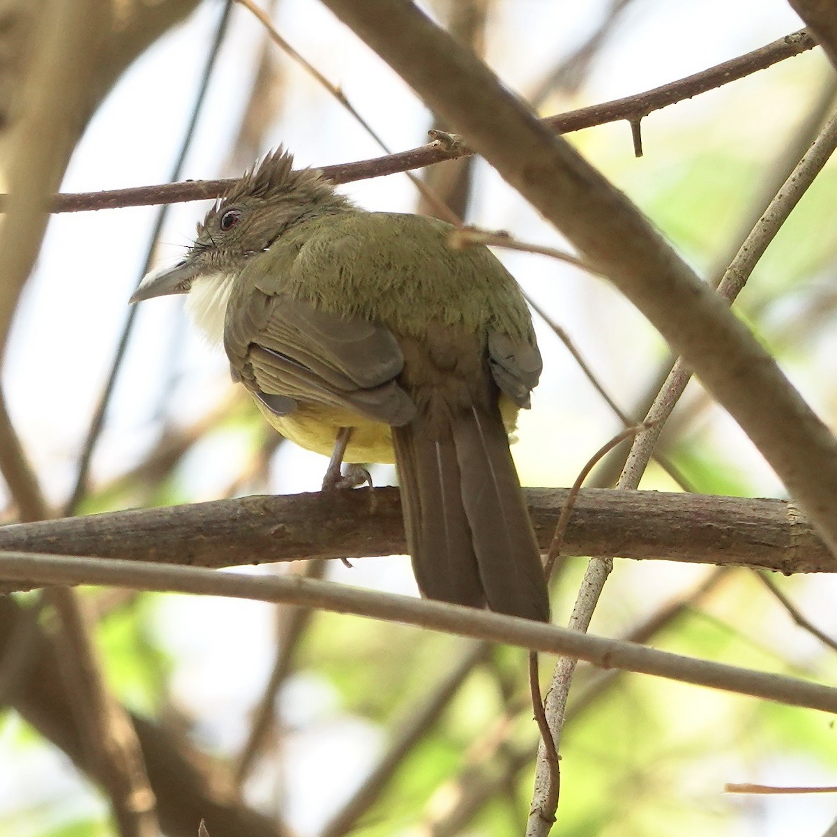 Brown-cheeked Bulbul - ML610232020