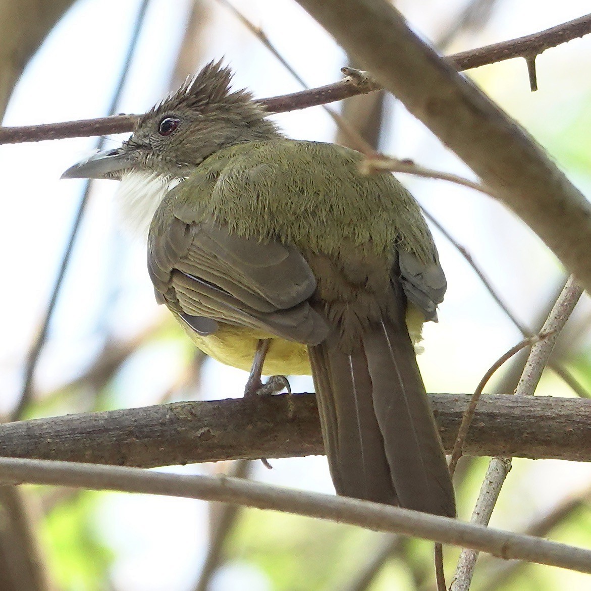 Brown-cheeked Bulbul - ML610232021