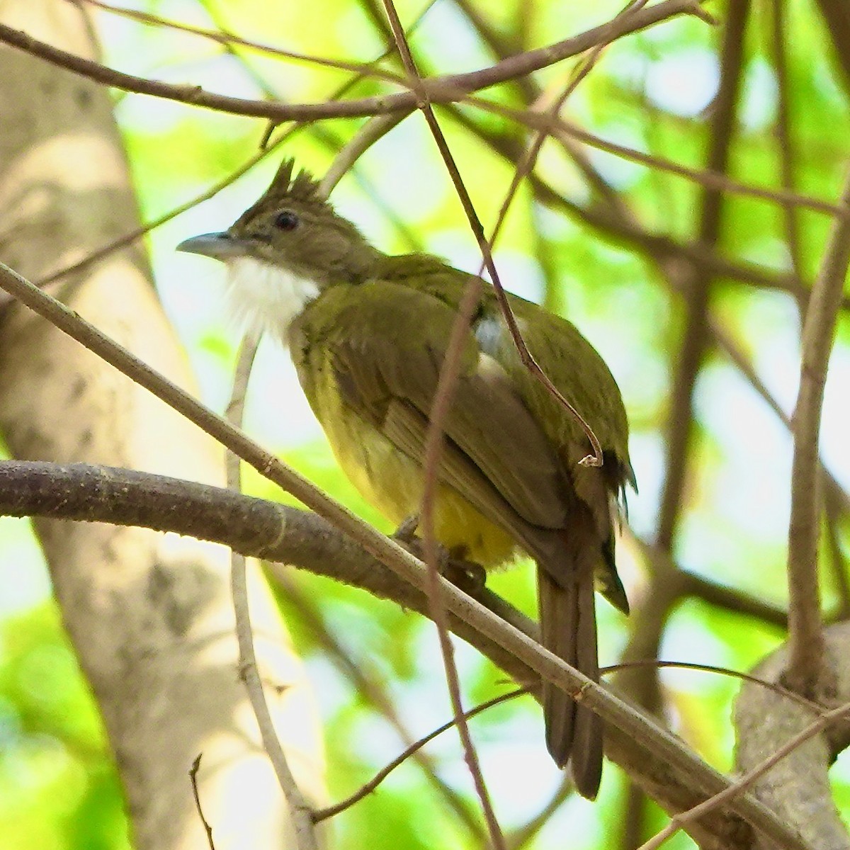 Brown-cheeked Bulbul - ML610232022